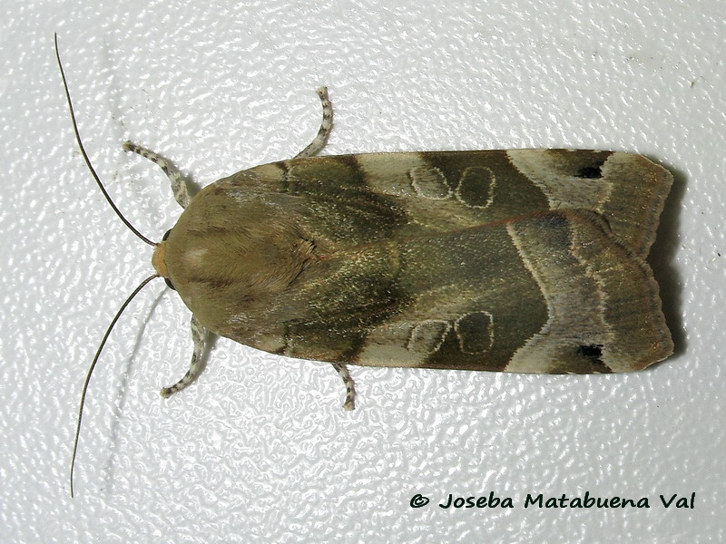 Noctua fimbriata - Noctuidae